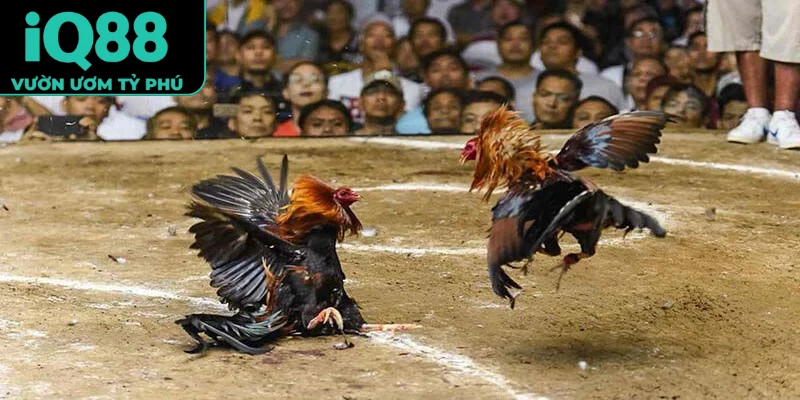 đá gà C1