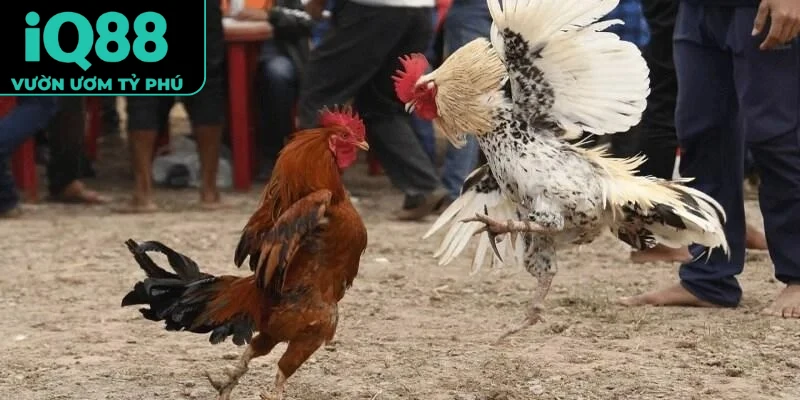Đá gà cựa dao