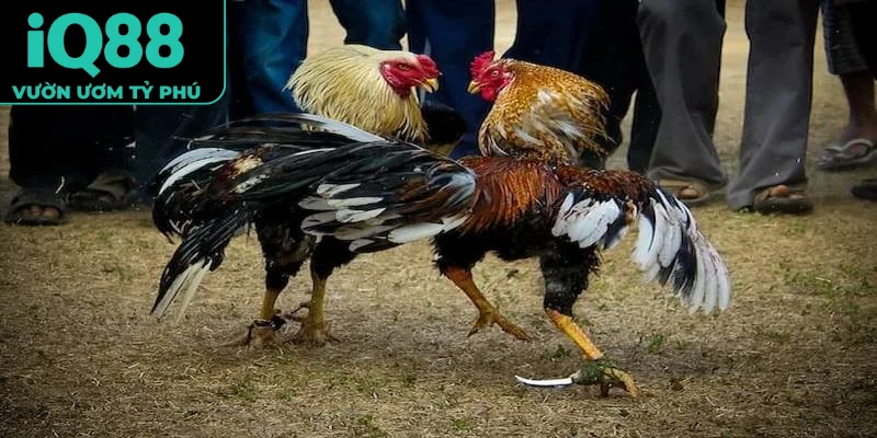 Đá Gà Cựa Dao
