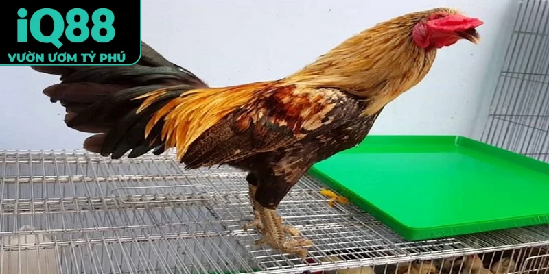 Đá gà vảy sắc
