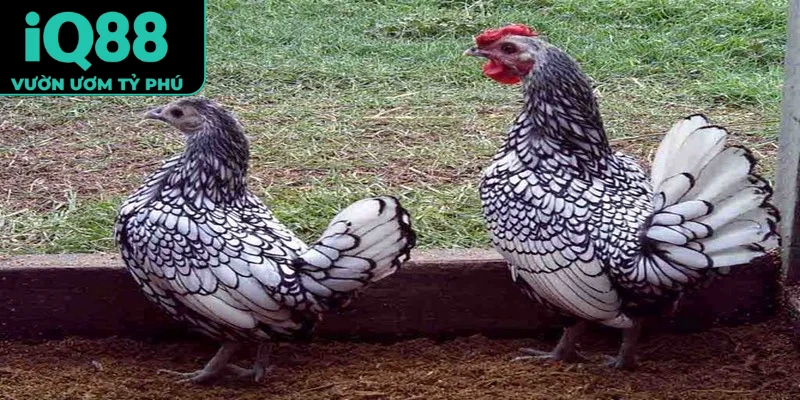 Đá gà vảy sắc